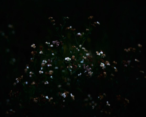 PLUCHEA SAGITALIS - Jesus Guiraud