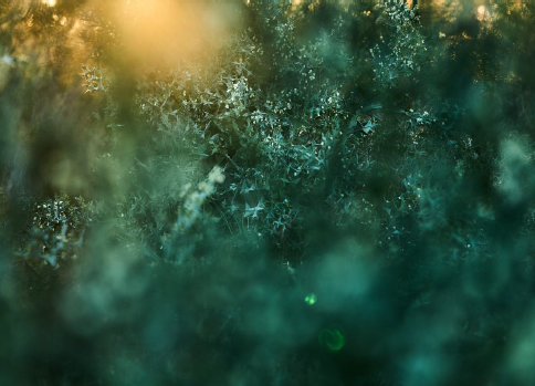 COLLETIA PARADOXA - Jesus Guiraud