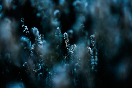 BACHARIS SPICATA - Jesus Guiraud