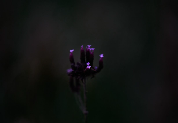 VERBENA BONARIENSIS - Jesus Guiraud