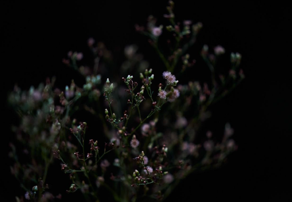 SIMPHIOTRICHUM SQUAMATUMS - Jesus Guiraud (NO EXPUESTA)