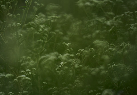 AUSTROEUPATORIUM INULIFORIUM - Jesus Guiraud (NO EXPUESTA)