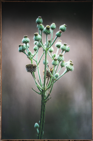 CIRSIUM VULGARE- Jesus Guiraud