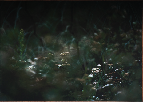 PLUCHEA SAGITALIS- Jesus Guiraud