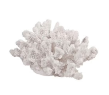Coral White Special Price