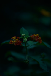 LANTARA CAMARA - Jesus Guiraud