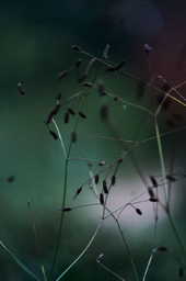 ERYNGIUM EBRACTEATUM - Jesus Guiraud