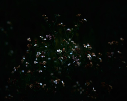 PLUCHEA SAGITALIS - Jesus Guiraud