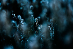 BACHARIS SPICATA - Jesus Guiraud