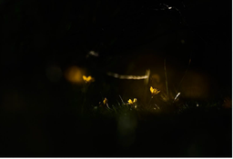 BEAUVERDIA HIRTELLA - Jesus Guiraud