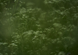 AUSTROEUPATORIUM INULIFORIUM - Jesus Guiraud (NO EXPUESTA)