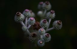 CIRSIUM VULGARE - Jesus Guiraud