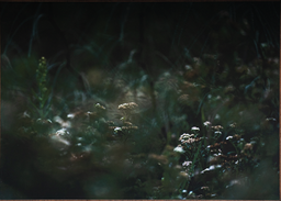 PLUCHEA SAGITALIS- Jesus Guiraud